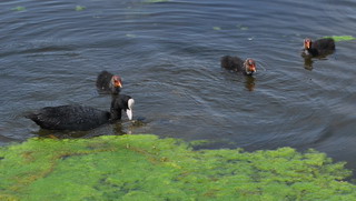 Schloss Nymphenburg Pond Birds